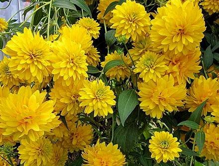 RudbeckiaLaciniata