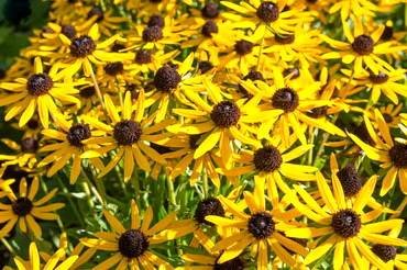 RudbeckiaLittleGoldstar