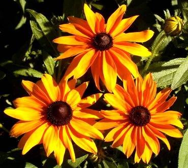 RudbeckiaMarmalade