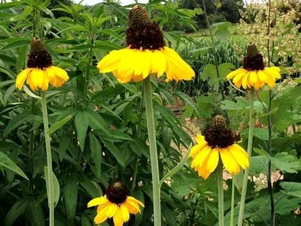 RudbeckiaMaxima