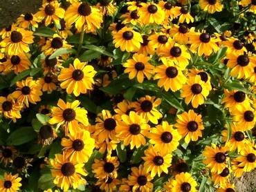 RudbeckiaMeineFreude