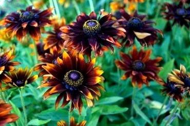 RudbeckiaMoreno