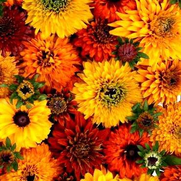 RudbeckiaMoroccanSun