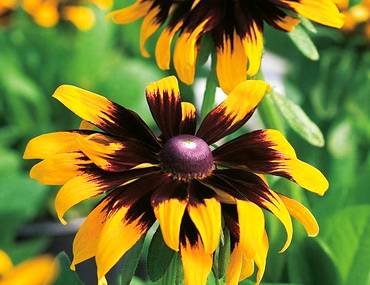 RudbeckiaMr.Fothergill's