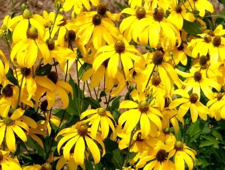 RudbeckiaNitida