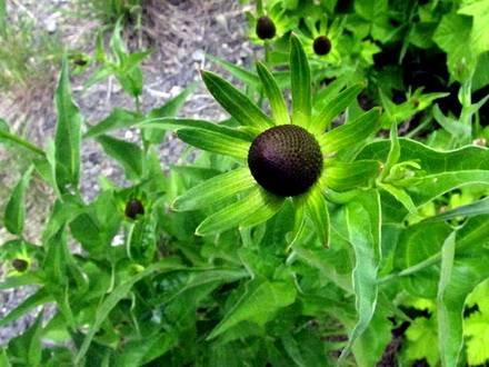 RudbeckiaOccidentalis