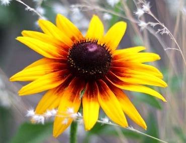 RudbeckiaOrangeFudge