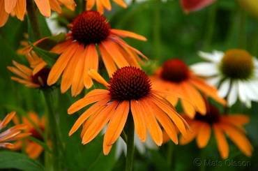 RudbeckiaOrangePassion