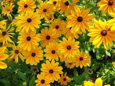 RudbeckiaPrairieSun