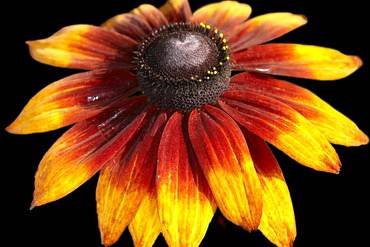 RudbeckiaRiesenfeude