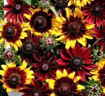 RudbeckiaRubyBronze