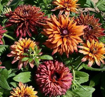 RudbeckiaSahara