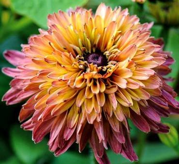 RudbeckiaСaramel
