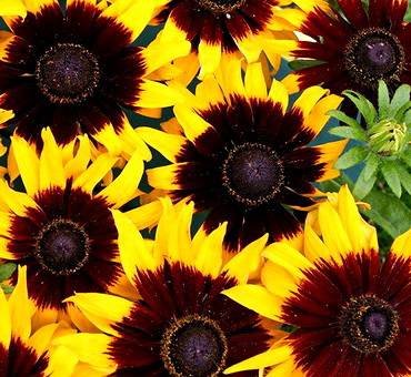 RudbeckiaSolarEclipse