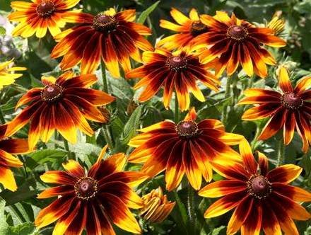 RudbeckiaSpeciosa