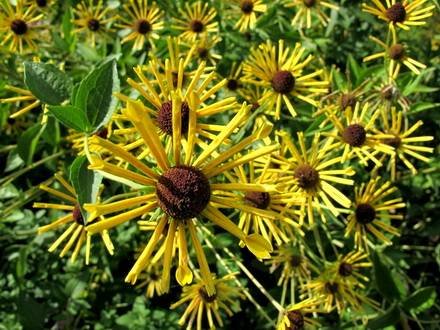 RudbeckiaSubtomentosa