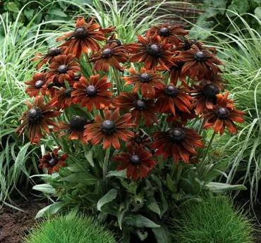 RudbeckiaSummerinaBrownTuin