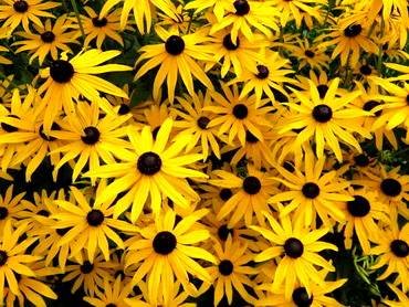 RudbeckiaSweetConeflower