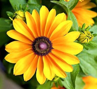 RudbeckiaTigerEyeGold