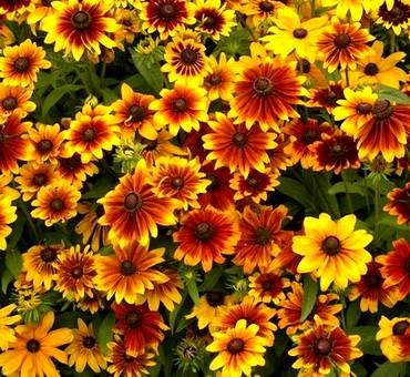 RudbeckiaTotoRustic