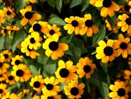RudbeckiaTriloba