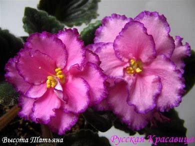 РусскаяКрасавица3