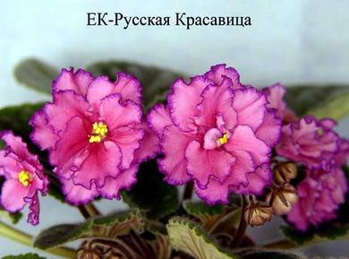 РусскаяКрасавица4