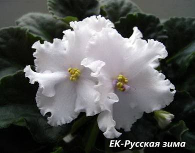 РусскаяЗима7