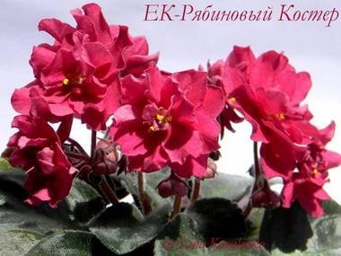 РябиновыйКостер3