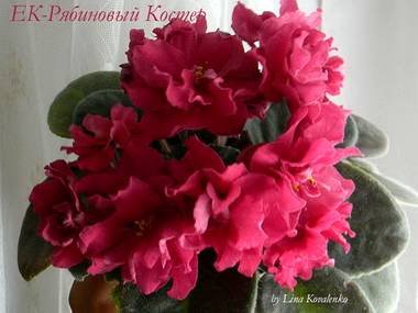 РябиновыйКостер4