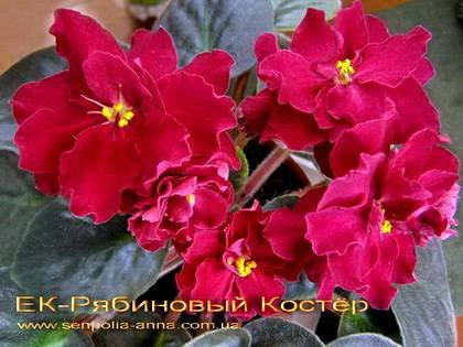 РябиновыйКостер7
