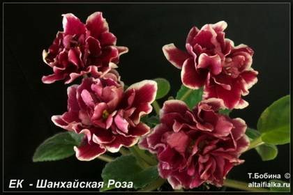 ШанхайскаяРоза7