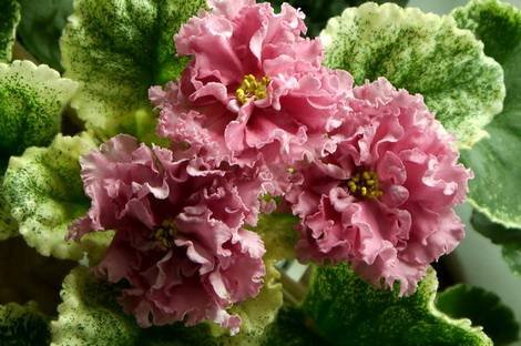 ШикарныйМак1