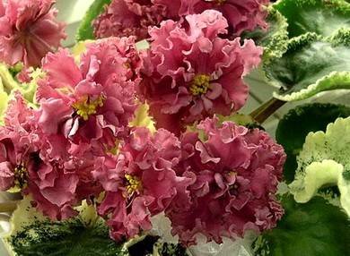 ШикарныйМак2