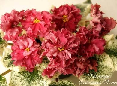 ШикарныйМак3