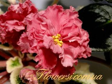 ШикарныйМак4