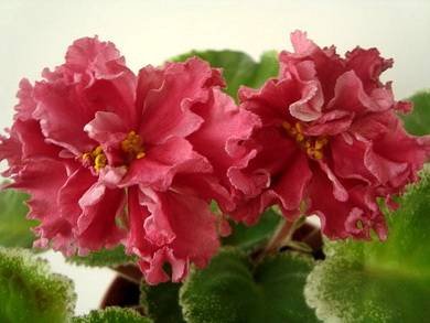 ШикарныйМак5