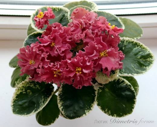 ШикарныйМак6