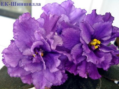 Шиншилла3