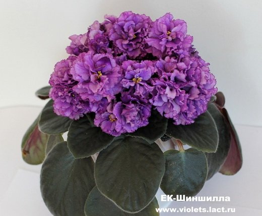 Шиншилла5