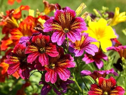 Salpiglossis33