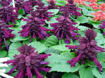 Salvia1