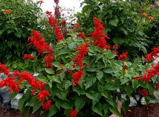 Salvia10