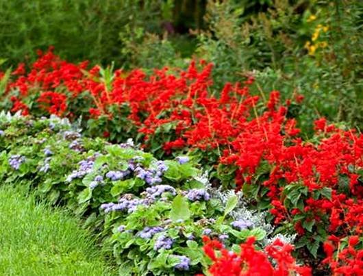 Salvia11