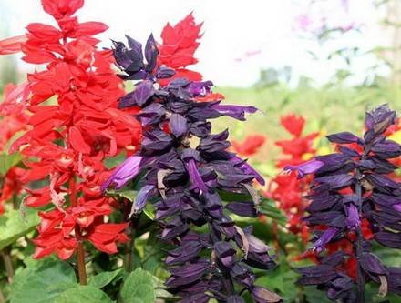 Salvia12