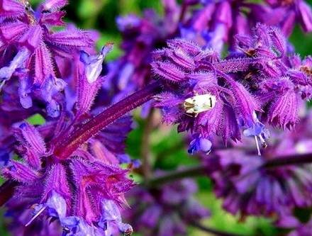 Salvia13