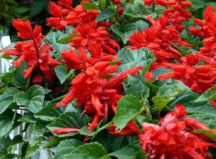 Salvia2
