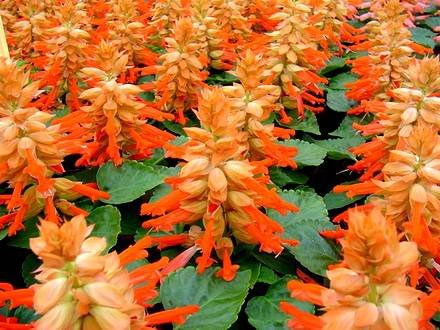 Salvia3