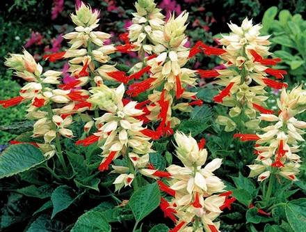 Salvia4