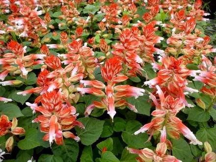 Salvia5
